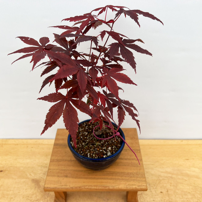 Non-Grafted Red Leaf Japanese Maple In a Japanese Ceramic Pot (No. 10657) 