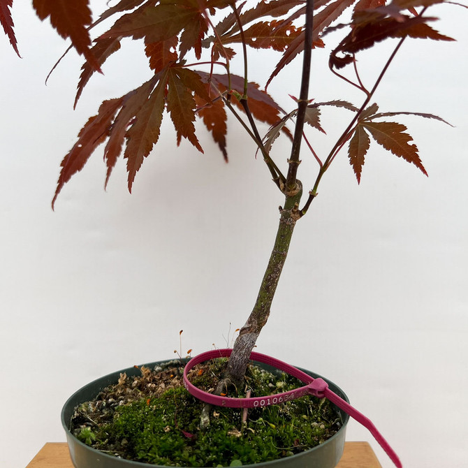 Non-Grafted Red Leaf Japanese Maple In a grow Pot (No. 10634) 