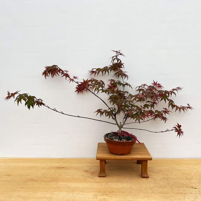 Non-Grafted Japanese Maple Deshojo in Tokoname Grow Pot (No. 17578)