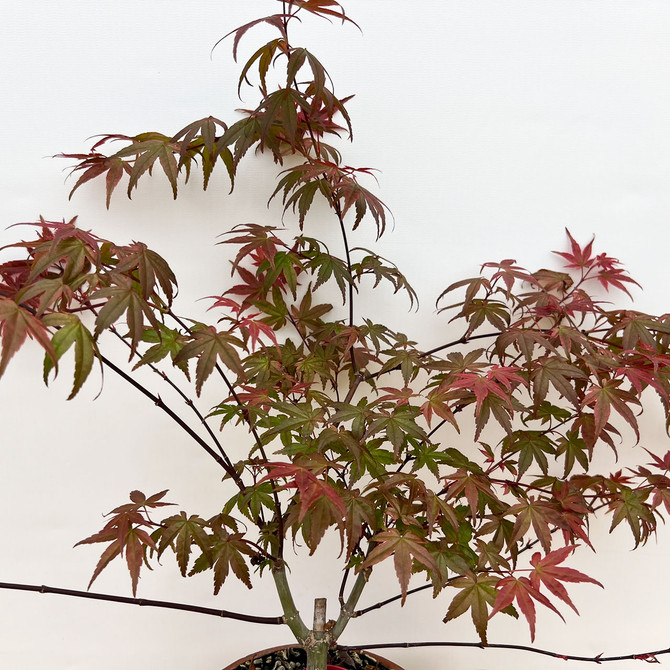 Non-Grafted Japanese Maple Deshojo in Tokoname Grow Pot (No. 17578)