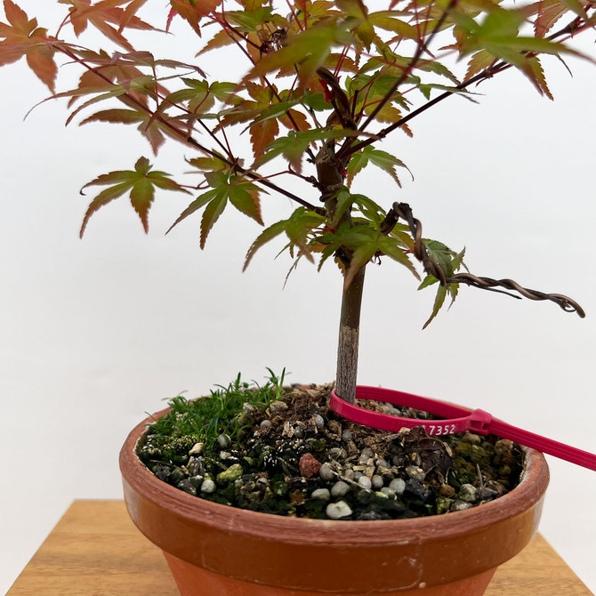 Non-Grafted Japanese Maple Deshojo in Tokoname Grow Pot (No. 17352)