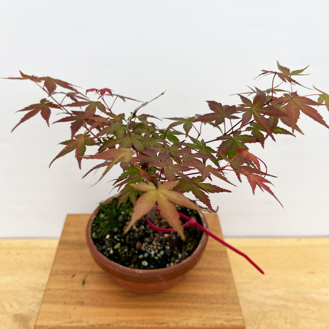 Non-Grafted Japanese Maple Deshojo in Tokoname Grow Pot (No. 17352)