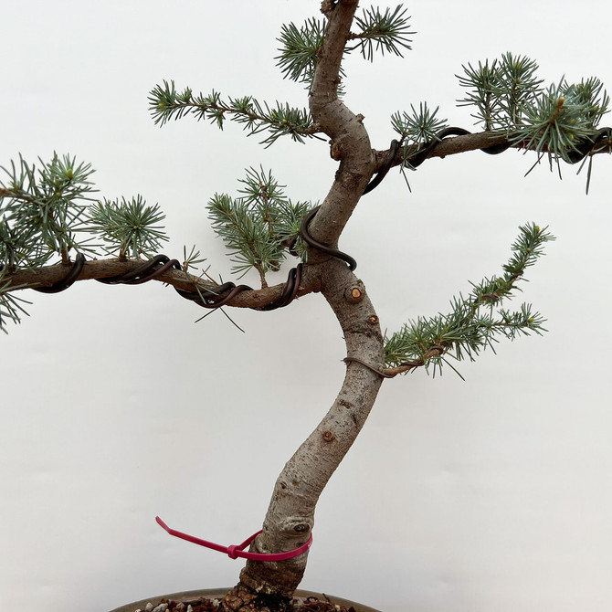 Styled Blue Atlas Cedar in a Handmade Bruce Lenore Container (No. 18692)