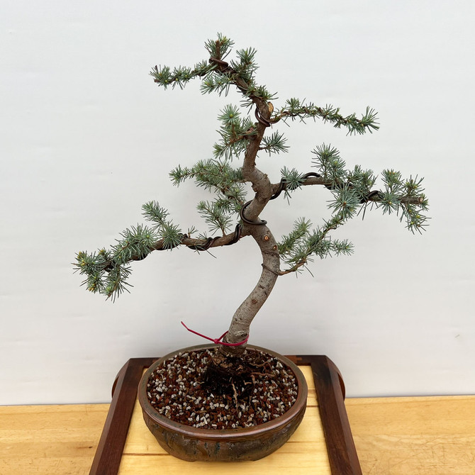Styled Blue Atlas Cedar in a Handmade Bruce Lenore Container (No. 18692)
