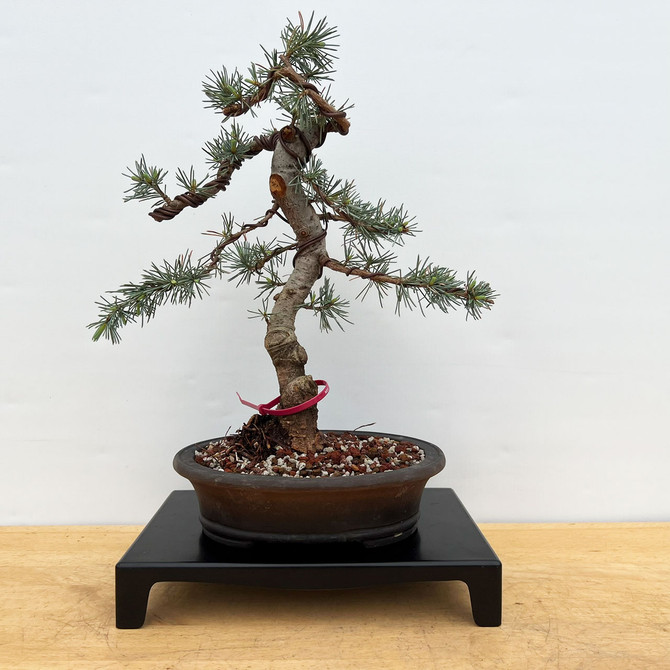 Incredible Blue Atlas Cedar in a Yixing Ceramic Bonsai Pot #18659