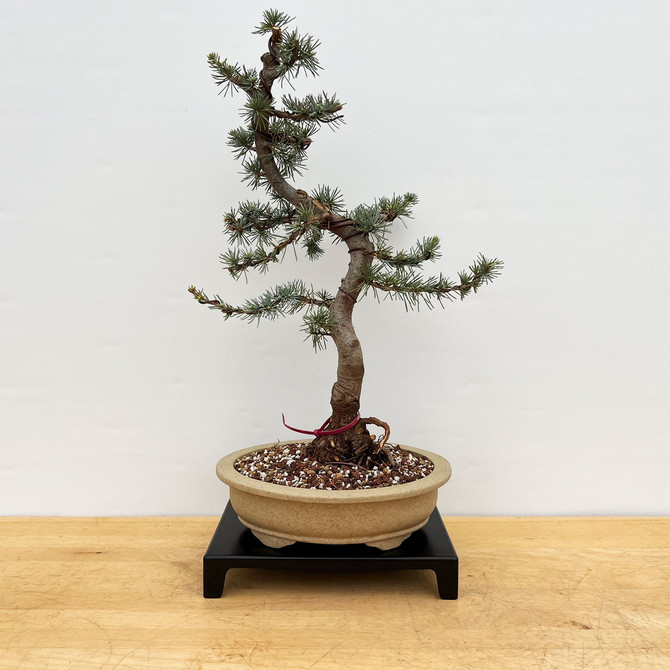 Blue Atlas Cedar in a Yixing Ceramic Bonsai Pot #18648