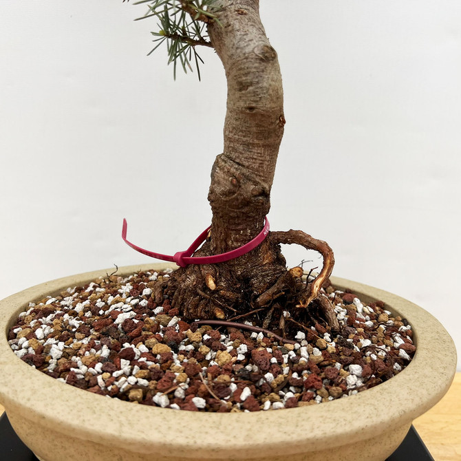 Blue Atlas Cedar in a Yixing Ceramic Bonsai Pot #18648