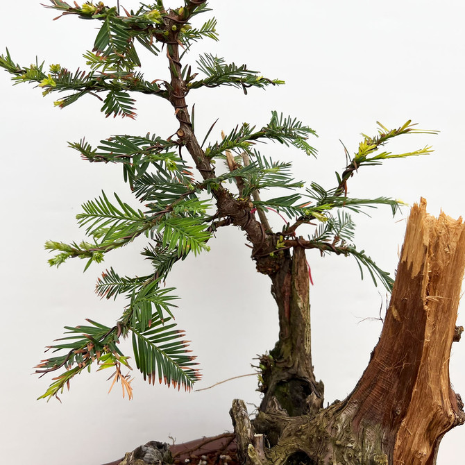 Collected Coastal Redwood Tree Repotted into a Yixing Ceramic Pot (No. 18932)