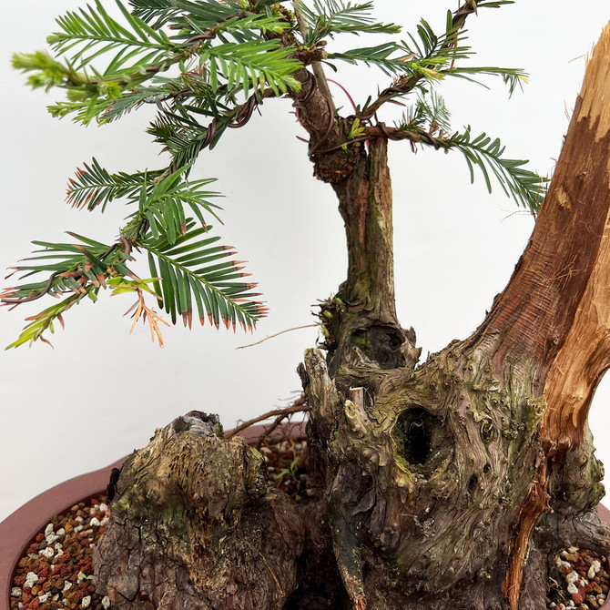 Collected Coastal Redwood Tree Repotted into a Yixing Ceramic Pot (No. 18932)