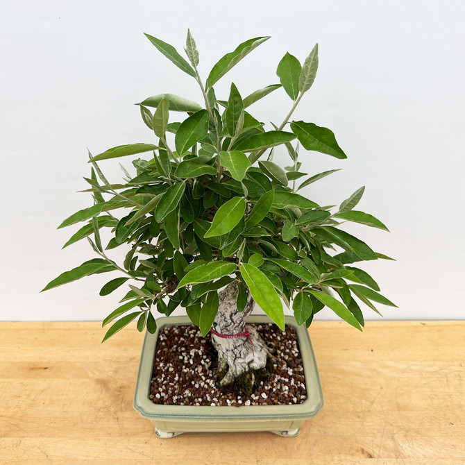 Incredibly Old Flowering Silverberry 'elaeagnus' in a Glazed Yixing Ceramic Pot (No. 17824)