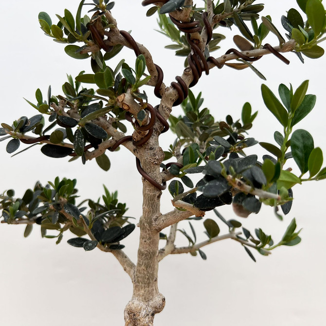 Mature European Olive In a Yixing Ceramic Pot (No. 17750)