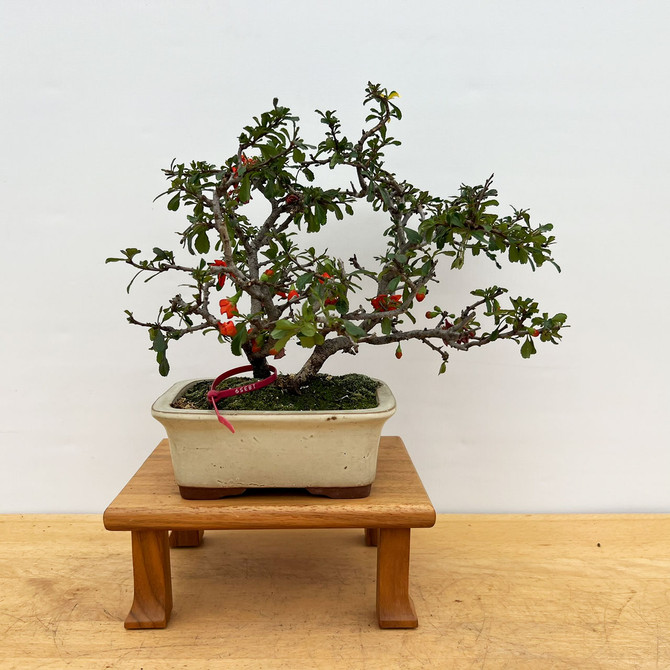 Imported Chojubai (Red) Dwarf Flowering Quince In a Glazed Ceramic Pot(No. 18359)