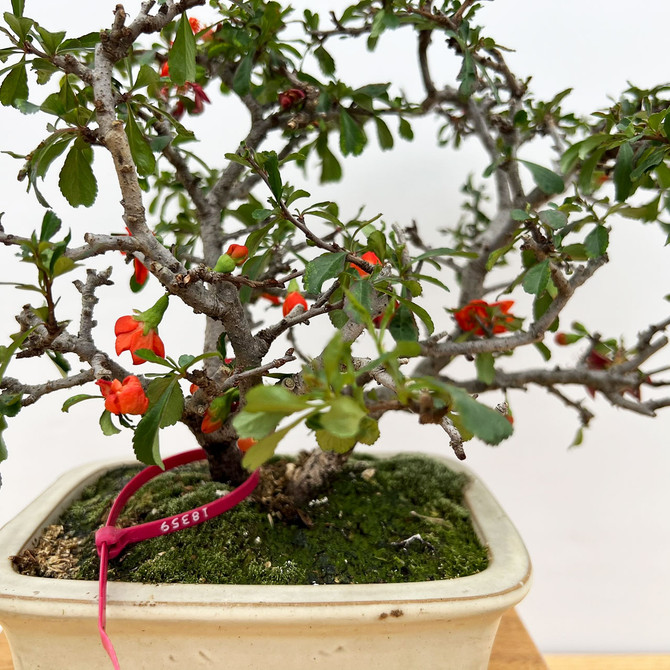 Imported Chojubai (Red) Dwarf Flowering Quince In a Glazed Ceramic Pot(No. 18359)
