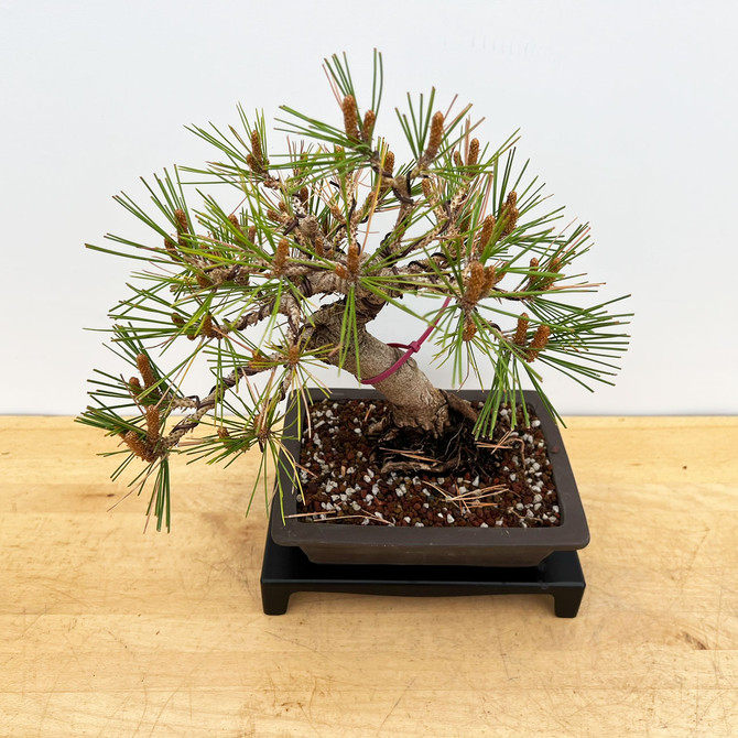 Japanese Red Pine Recently Styled in an Unglazed Ceramic Pot (No. 10414)