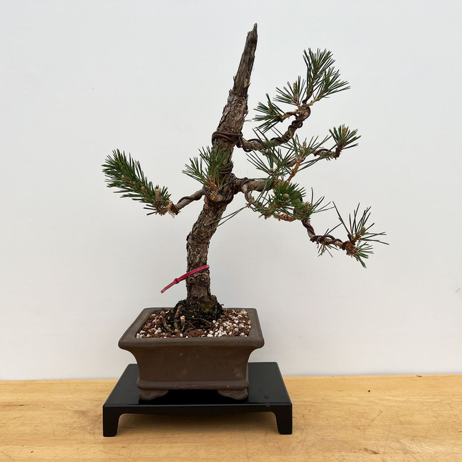 Old Japanese Black Pine Recently Styled and Repotted (No. 18018)