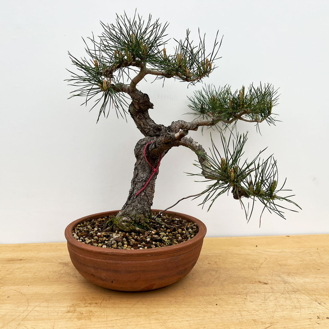 Old Japanese Black Pine Recently Styled and Repotted (No. 18106)