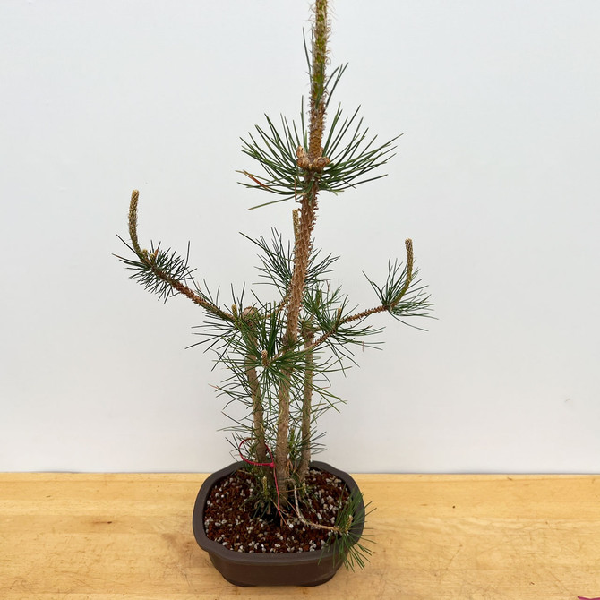 Clump Style Japanese Black Pine Seedling Cuttings (No. 17544)