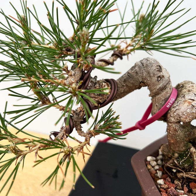 Shohin Styled Japanese Black Pine 'Mikawa' In a Yixing Ceramic Pots (No. 10539)