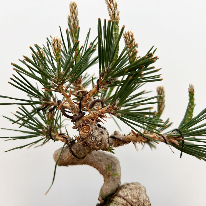 Shohin Styled Japanese Black Pine 'Mikawa' In a Yixing Ceramic Pots (No. 10037)