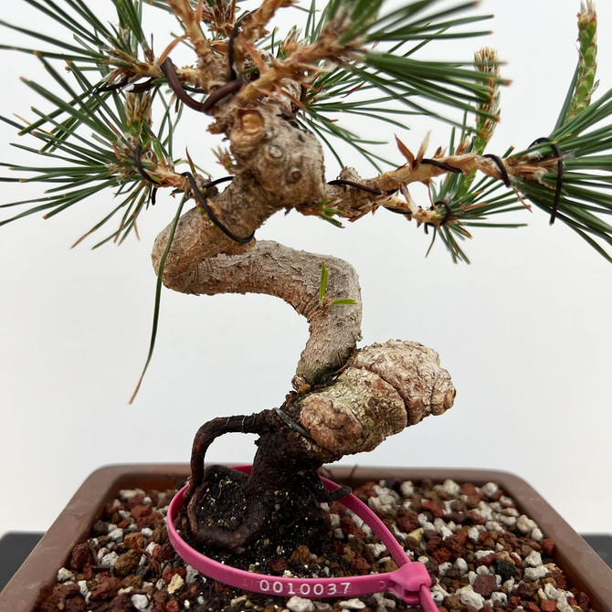 Shohin Styled Japanese Black Pine 'Mikawa' In a Yixing Ceramic Pots (No. 10037)