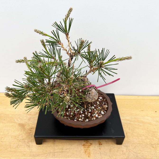 Shohin Styled Japanese Black Pine 'Mikawa' In a Yixing Ceramic Pots (No. 10292)