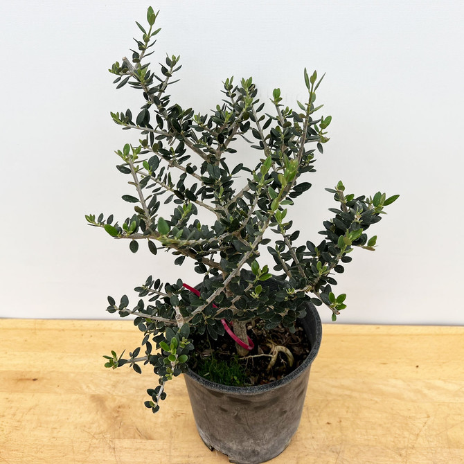 Pre-Bonsai European Olive In a Plastic Grow Pot (No. 18970)