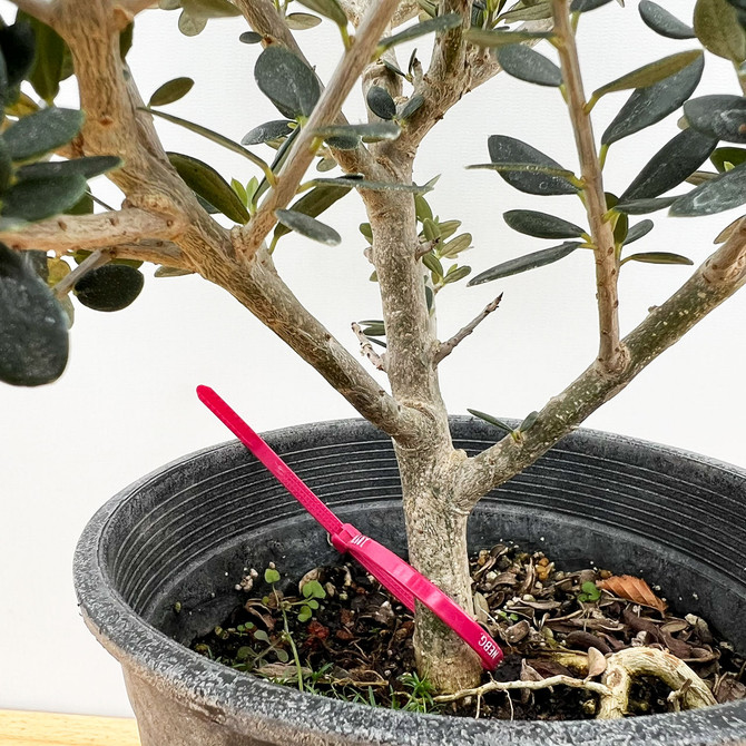 Pre-Bonsai European Olive In a Plastic Grow Pot (No. 18970)