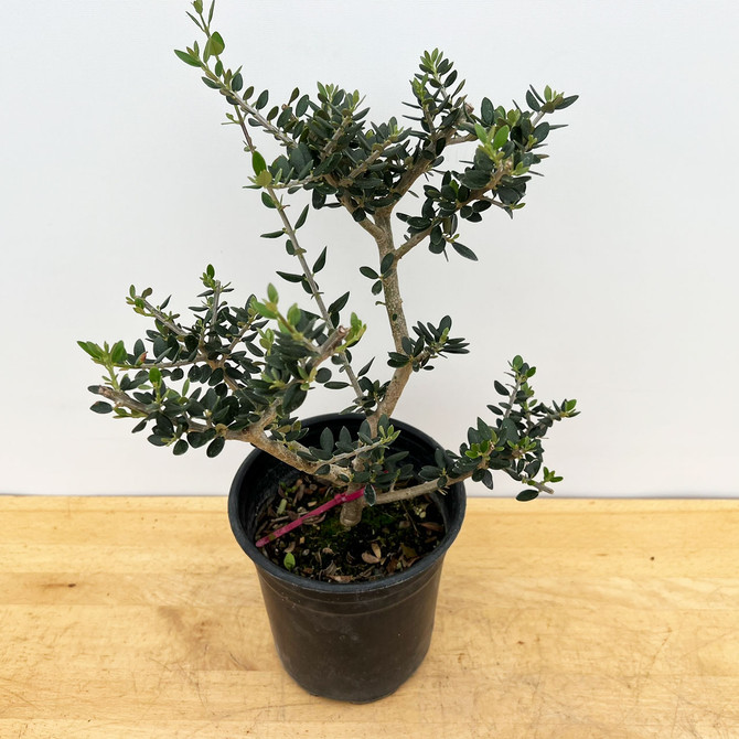 Starter Bonsai European Olive In a Plastic Grow Pot (No. 18857)