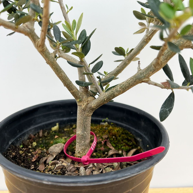 Starter Bonsai European Olive In a Plastic Grow Pot (No. 18923)