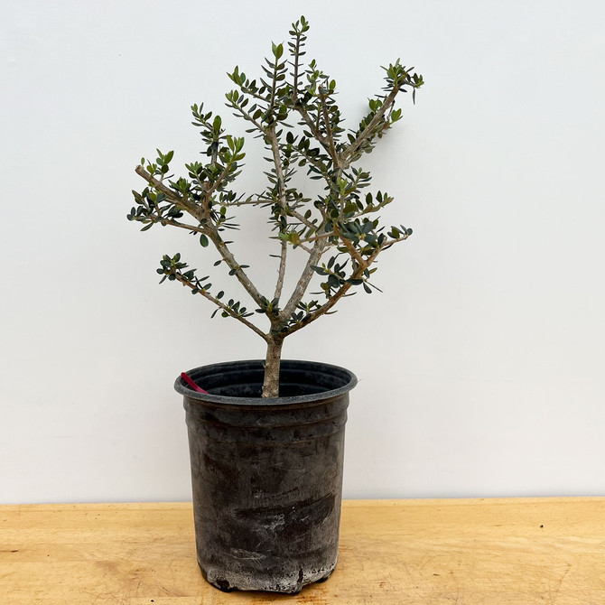 Starter Bonsai European Olive In a Plastic Grow Pot (No. 18968)