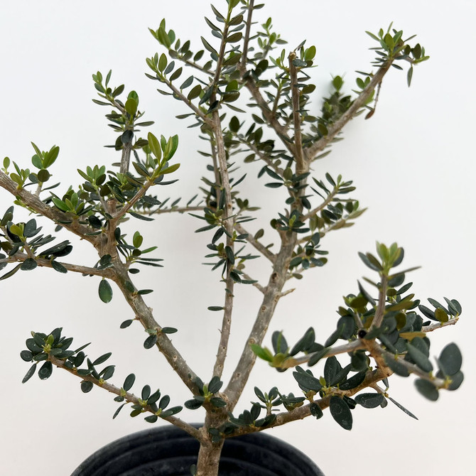 Starter Bonsai European Olive In a Plastic Grow Pot (No. 18968)