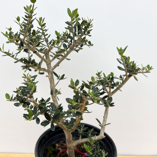 Starter Bonsai European Olive In a Plastic Grow Pot (No. 18870)