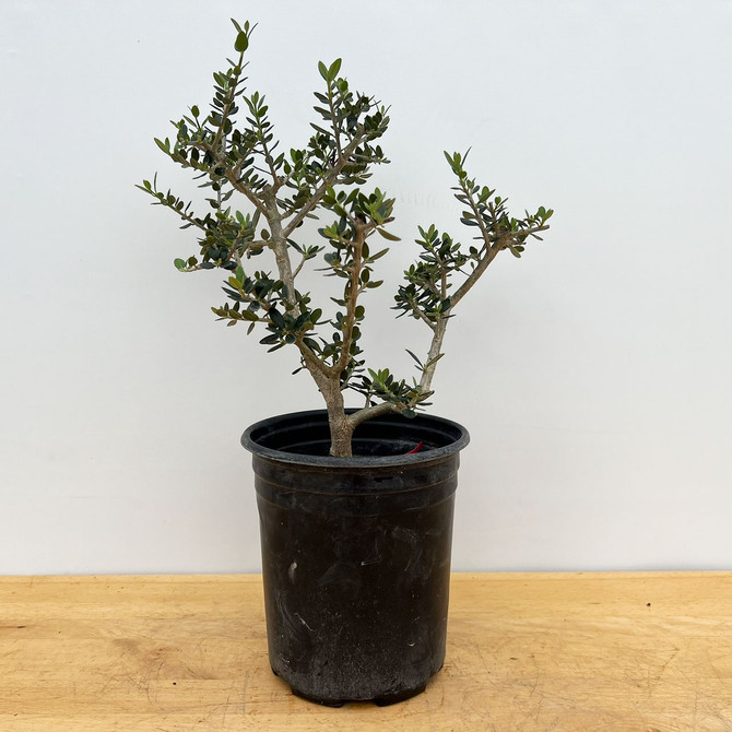 Starter Bonsai European Olive In a Plastic Grow Pot (No. 18870)