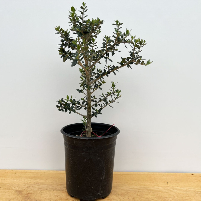 Starter Bonsai European Olive In a Plastic Grow Pot (No. 18869)