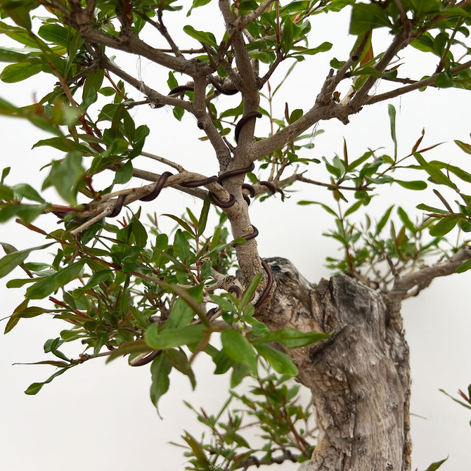 Large Flowering and Fruiting Pomegranate in a Glazed Yixing Pot (No. 18758)