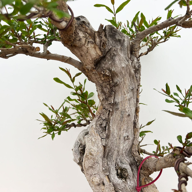 Large Flowering and Fruiting Pomegranate in a Glazed Yixing Pot (No. 18758)