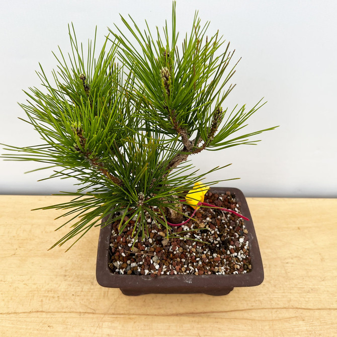 Cork Bark 'Nishiki' Japanese Black Pine In a Ceramic Bonsai Pot (No. 17335)