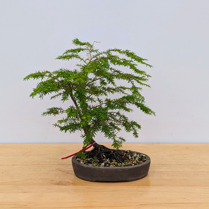 The Graceful Eastern Hemlock Bonsai In a Tokoname Pot (No. 17821) 