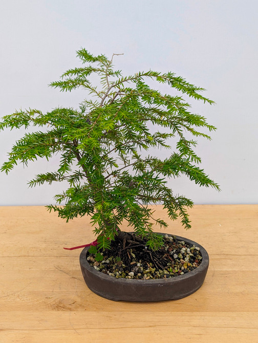 The Graceful Eastern Hemlock Bonsai In a Tokoname Pot (No. 17821) 