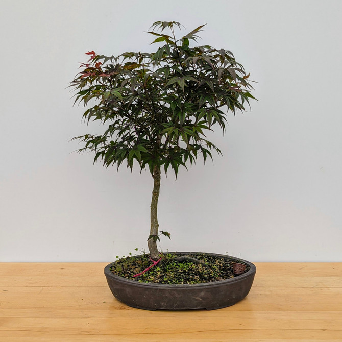 Japanese Maple in an unglazed Japanese Pot (No. 18066)