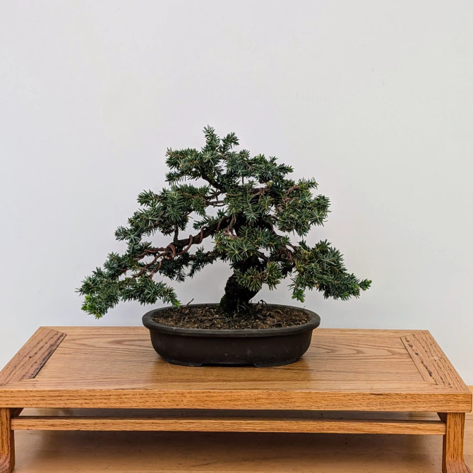 Tosho Juniper in a Japanese Unglazed Pot