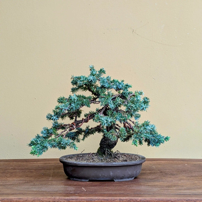 Rare Tosho Juniper in a Japanese Unglazed Pot (No. 15430)