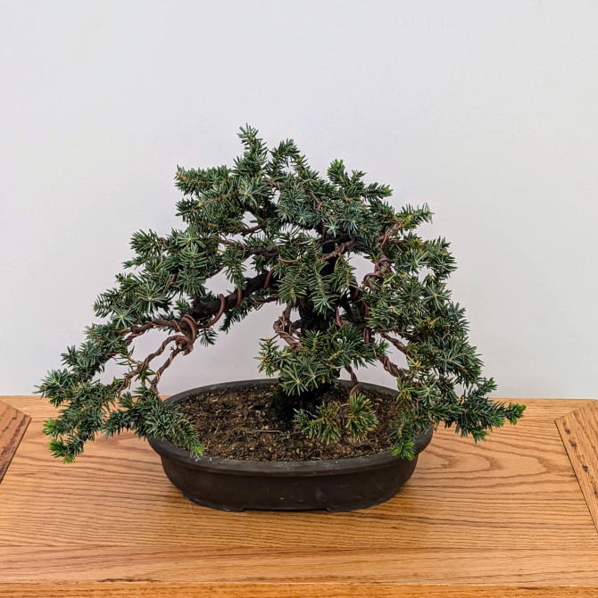 Rare Tosho Juniper in a Japanese Unglazed Pot (No. 15430)