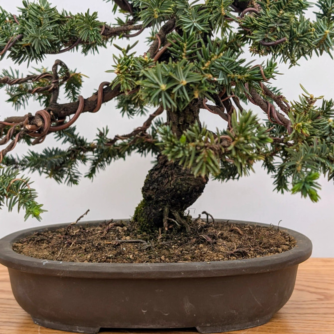 Rare Tosho Juniper in a Japanese Unglazed Pot (No. 15430)