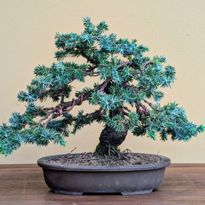 Rare Tosho Juniper in a Japanese Unglazed Pot (No. 15430)