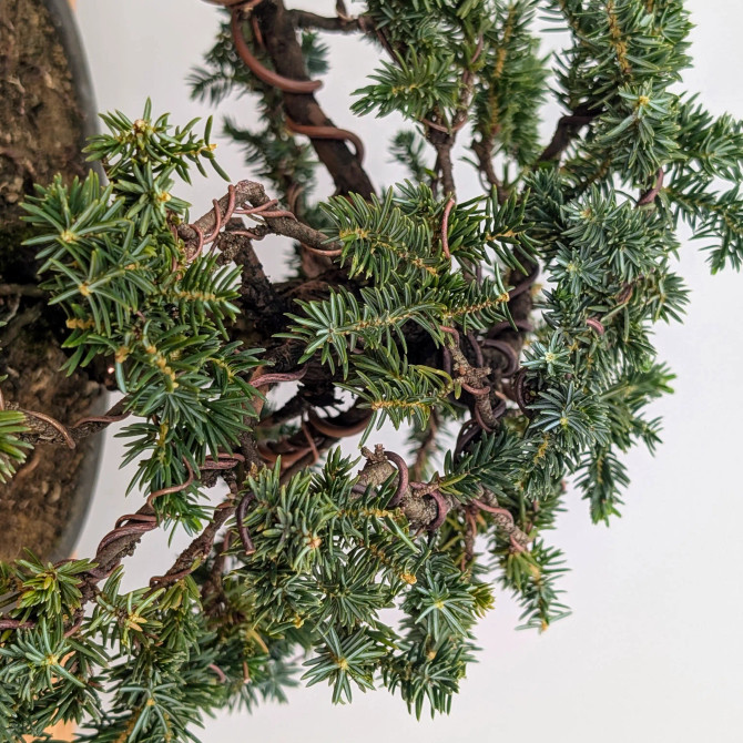 Rare Tosho Juniper in a Japanese Unglazed Pot (No. 15430)