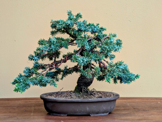Rare Tosho Juniper in a Japanese Unglazed Pot (No. 15430)