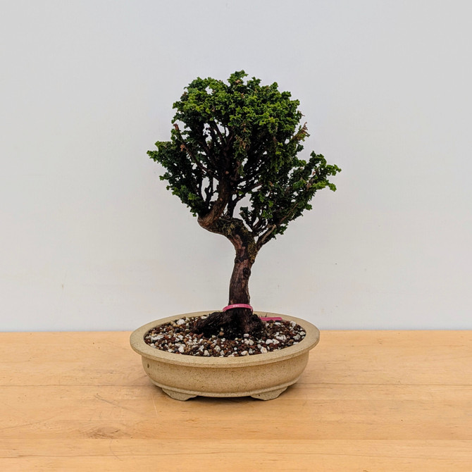 Old Sekka Dwarf Hinoki Cypress in an Unglazed Yixing Ceramic Pot (No. 17338)