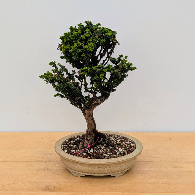 Old Sekka Dwarf Hinoki Cypress in an Unglazed Yixing Ceramic Pot (No. 17338)