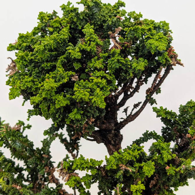 Old Sekka Dwarf Hinoki Cypress in an Unglazed Yixing Ceramic Pot (No. 17338)